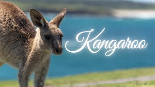 Animals for kids  Kangaroo  Wildlife for kids [upl. by Esilahs902]