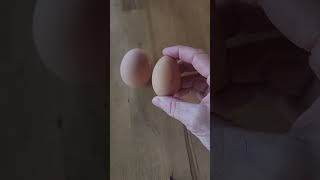 Did I get an egg from one of my pullets [upl. by Aramoj]