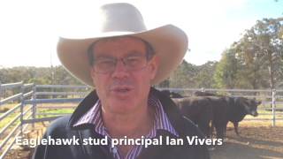 Eaglehawk Angus bull sale August 3 [upl. by Jared]