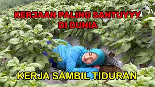 PEKERJAAN PALING SANTUYYY DI DUNIA [upl. by Sanfourd171]