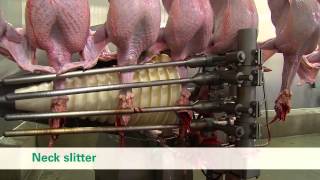 Meyn® Turkey Processing [upl. by Strickler]