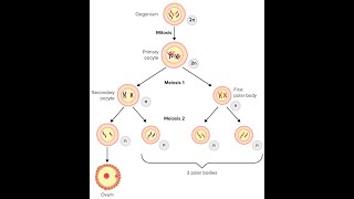 Process of Oogenesis in females Oogonium primary oocyte secondary oocyte and polar Bodies [upl. by Adnalram605]