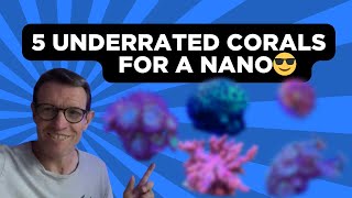 5 Top Corals for a Nano Tank 👌🏻 [upl. by Eltsirk]