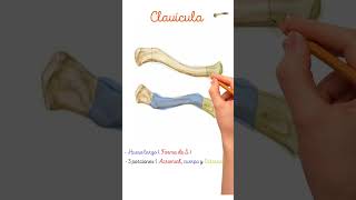 🦴 Clavícula medicina salud ciencia Fisiología Anatomía Histologia bioquímica etc [upl. by Aurilia311]