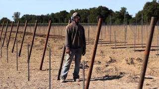 Vineyard End Post Installation Demonstration by Vineyard Industry Products Co [upl. by Thais695]