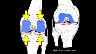 Knee joint structure and actions [upl. by Rehpotirhc333]