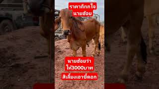 ถ้าราคานี้ สิขายบ่พี่น้อง ราคาวัววันนี้ cow วัวลูกผสม funny [upl. by Annekcm]