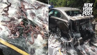 Highway gets slimed by 4 tons of hagfish  New York Post [upl. by Soloma676]