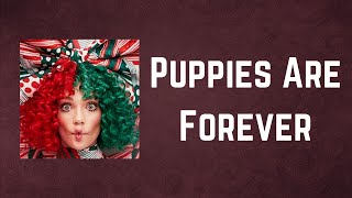 Sia  Puppies Are Forever Lyrics [upl. by Torbert]