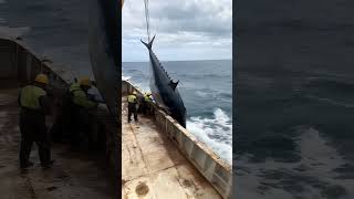 Huge Tuna Hoisted on DeckFishing Vessel OperationFishing VesselTuna HoistingDeck WorkHuge Tuna [upl. by Perren510]