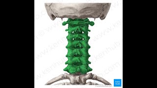 Spine Anatomy 3 Cervical Segment [upl. by Ahtamas]