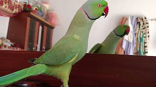 indian Ringneck parrot bird talking [upl. by Gannes]