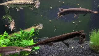 GARS EATING SHRIMP [upl. by Nellda]