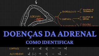 Como identificar as doenças da ADRENAL [upl. by Aisetal]