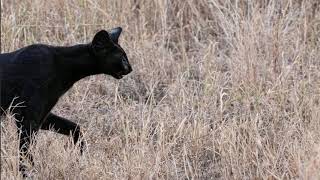 極爲罕見的黑色薮貓Rare black serval [upl. by Gerita]