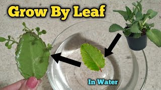 Grow Bryophyllum by Leaf in Water  Patharchatt [upl. by Anneehs]