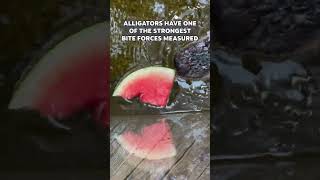 What the Heck Alligators Can Eat Watermelons [upl. by Shir]