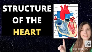 Cardiac cycle stages physiology Diastole and systole in the cardiac cycle [upl. by Isayg406]