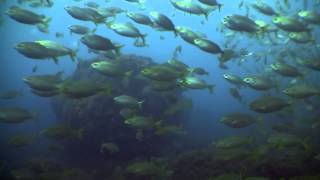 Lets dive in lost Atlantis Azores scuba diving  Flores and Corvo islands [upl. by Tim]