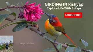 Part 2 of Lava Trip  Himalayan Bird  Wildlife Photography  Rishyap [upl. by Eenat]