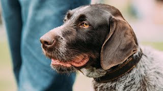 How to OffLeash Train Your German Wirehaired Pointer [upl. by Nudd]