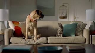 Neato Botvac D3 and D5 Connected Product Video  Dog and Cat [upl. by Aenert]