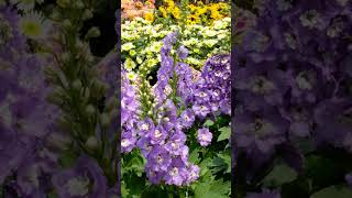 DELPHINIUM LARKSPUR A tall elegant flower to adorn your landscape [upl. by Nomi]