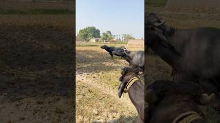 Village Life shorts shortvideo buffalo [upl. by Lyndes]