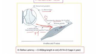 H Reflex and F wave NC Tests part 2 Electrodiagnosis part 3 LOW FREQUENCY [upl. by Adnovaj]