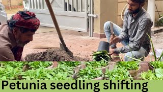 How to transplant petunia seedling step by step guidance  UrduHindi [upl. by Sirrah657]