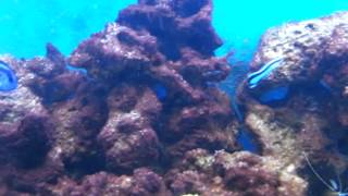 Acuario con cianobacteria 20150214 [upl. by Tedie]