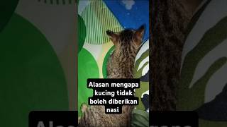 Inilah yang akan terjadi terhadap kucing apabila mereka mengkonsumsi nasicatlover kucinglucu [upl. by Manoff951]