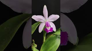 Cattleya violacea var Coerulea orchid orquideas [upl. by Notyep502]