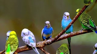 budgie sounds happy Parakeets Singing  Nature sounds Chirping [upl. by Inaliak]