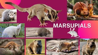 List Of Marsupials Animal Name  Suma English Vocabulary  Marsupial Mammals [upl. by Ennayehc575]