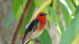 Scarlet Honeyeater sings at Durranbah Bush Retreat [upl. by Elleirad]