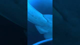 Whats Hiding at the Bottom Discover Guitarfish Secrets [upl. by Thant]