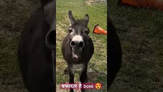 😅😅funny viral viralvideo [upl. by Meredeth726]