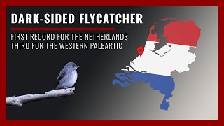 Darksided Flycatcher first record for the Netherlands [upl. by Kieffer877]