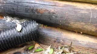 Yellow Jackets Vacuum Extermination via Shop Vac [upl. by Melisande]