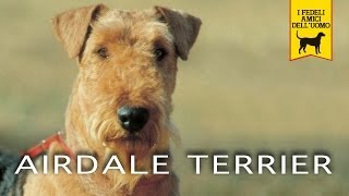 AIREDALE TERRIER Trailer [upl. by Mohandas235]