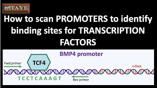 How to scan PROMOTERS to identify binding sites for TRANSCRIPTION FACTORS [upl. by Iviv]