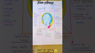 😎NOTES◀️ 🚨HANDWRITTEN TESTIS ANATOMY shorts anatomy notes [upl. by Ribaudo]