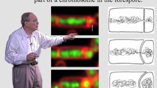 Richard Losick Harvard Part 1 Spore Formation in Bacillus Subtilis [upl. by Trella]