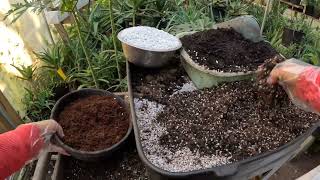 Aloe arborescens  aloe arborescens cuttings amp potting Jan82024 [upl. by Haraz]