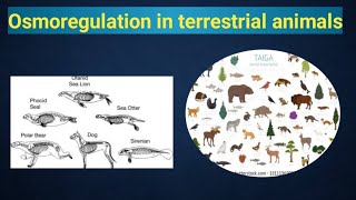 Osmoregulation in terrestrial animals class 12 biology [upl. by Waldner560]