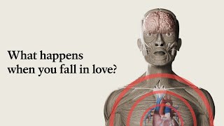 What happens to your brain when you fall in love [upl. by Refanej]