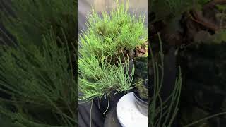 Casuarina From Cuttings sustainablebonsai [upl. by Kee]