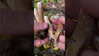 Super Satisfying Honey Mushroom Armillaria mellea ASMR Edible Culinary Mushrooms [upl. by Ahsikin]