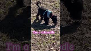 I’m a schnoodle pets schnauzer schnoodle pupppy [upl. by Atiekal]